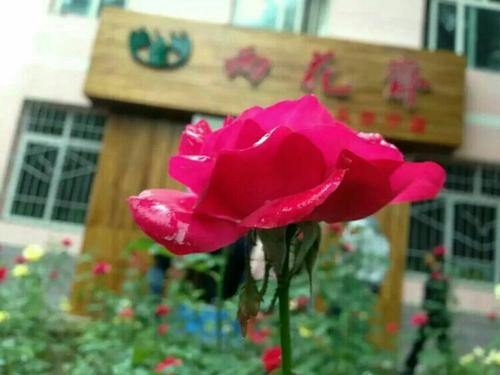 《心中的雨花》LRC歌词 《心中的雨花》(赵虎)歌词555uuu下载