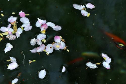 《落花流水》LRC歌词 《落花流水》(陈奕迅)歌词555uuu下载