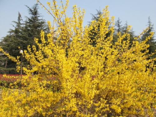 《迎春花开幸福年》LRC歌词 《迎春花开幸福年》(卓依婷)歌词555uuu下载