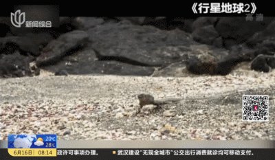 《群主么么哒》LRC歌词 《群主么么哒》(陈洪)歌词555uuu下载