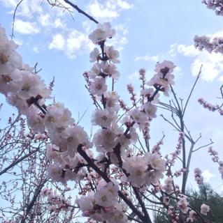 《花开的时候》LRC歌词 《花开的时候》(熊七梅)歌词555uuu下载