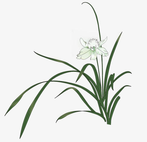 《兰花草》LRC歌词 《兰花草》(张可儿)歌词555uuu下载