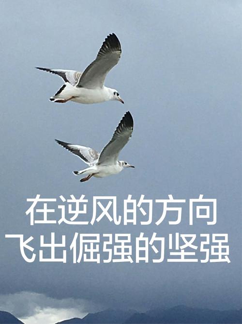 《逆风》LRC歌词 《逆风》(毛不易)歌词555uuu下载