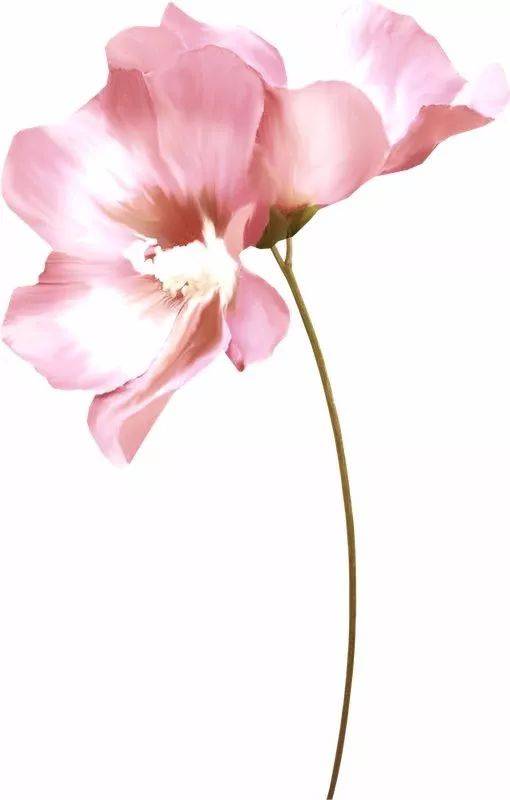 《伤似花》LRC歌词 《伤似花》(心大俊)歌词555uuu下载
