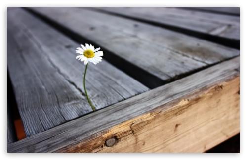 《LONELY FLOWER》LRC歌词 《LONELY FLOWER》(Una)歌词555uuu下载