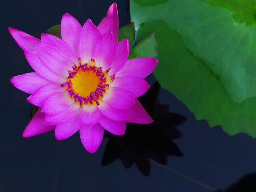 《莲花开》LRC歌词 《莲花开》(马智宇)歌词555uuu下载