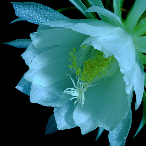 《昙花恋》LRC歌词 《昙花恋》(庆吉)歌词555uuu下载