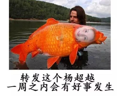 《锦鲤》LRC歌词 《锦鲤》(陈瑞)歌词555uuu下载