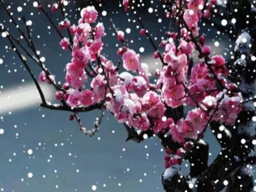 《雪花来了梅花开》LRC歌词 《雪花来了梅花开》(流苏)歌词555uuu下载