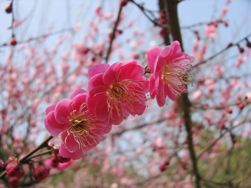 《红梅花又开》LRC歌词 《红梅花又开》(曲丹)歌词555uuu下载