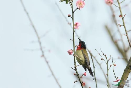 《梅花雪》LRC歌词 《梅花雪》(童丽)歌词555uuu下载