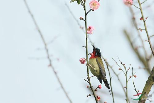 《梅花雪》(童丽)歌词555uuu下载