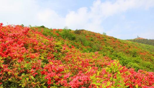 《映山红》LRC歌词 《映山红》(阿鲁,阿卓)歌词555uuu下载