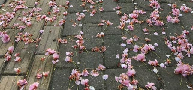 《落花语》LRC歌词 《落花语》(臻言)歌词555uuu下载