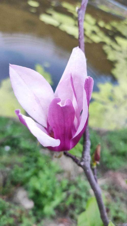 《花开的季节》LRC歌词 《花开的季节》(姚思思)歌词555uuu下载