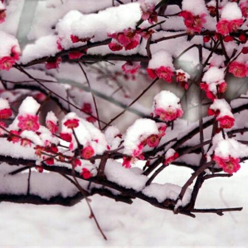 《雪花飞过那枝梅》LRC歌词 《雪花飞过那枝梅》(梅朵)歌词555uuu下载