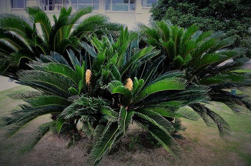 《千年的铁树开了花》LRC歌词 《千年的铁树开了花》(群星)歌词555uuu下载