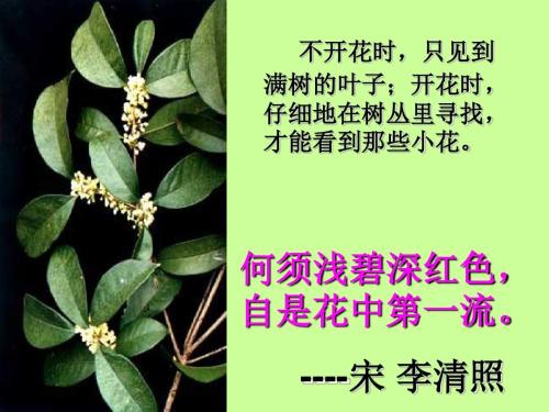 《桂花雨》LRC歌词 《桂花雨》(X-TIE)歌词555uuu下载