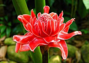 《無緣花》LRC歌词 《無緣花》(林玉英)歌词555uuu下载