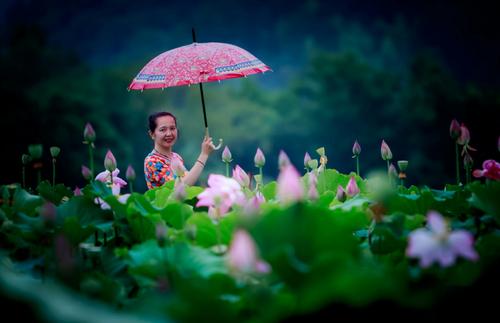 《夏雨听荷》LRC歌词 《夏雨听荷》(杨长青)歌词555uuu下载