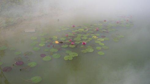 《雾里花》LRC歌词 《雾里花》(誓言)歌词555uuu下载