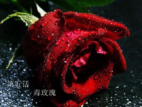 《带毒的玫瑰》LRC歌词 《带毒的玫瑰》(悊刚)歌词555uuu下载