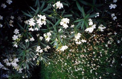 《百花残》LRC歌词 《百花残》(崔子格)歌词555uuu下载
