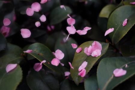 《如果你是落花》LRC歌词 《如果你是落花》(任妙音)歌词555uuu下载