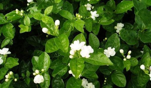 《茉莉花》LRC歌词 《茉莉花》(郭媛媛)歌词555uuu下载