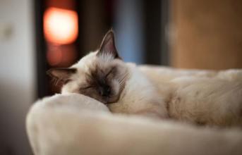 《不想睡的猫》LRC歌词 《不想睡的猫》(庄心妍)歌词555uuu下载