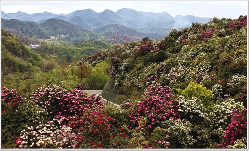 《待到山花烂漫时》LRC歌词 《待到山花烂漫时》(毛阿敏)歌词555uuu下载