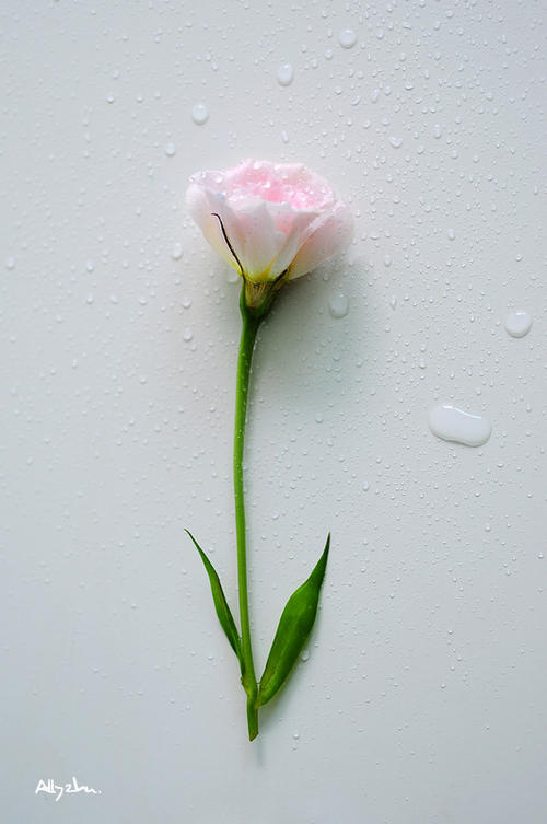 《一朵花开的时间》LRC歌词 《一朵花开的时间》(W.k.)歌词555uuu下载