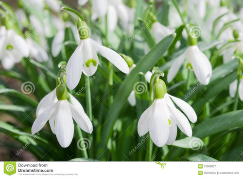 《Snow Drops》LRC歌词 《Snow Drops》(原由実)歌词555uuu下载