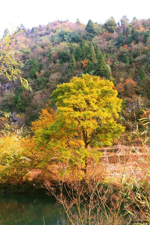 《油杉河的秋天》LRC歌词 《油杉河的秋天》(奥杰阿格)歌词555uuu下载