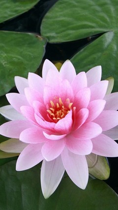 《小幺妹》LRC歌词 《小幺妹》(黄怡婷)歌词555uuu下载