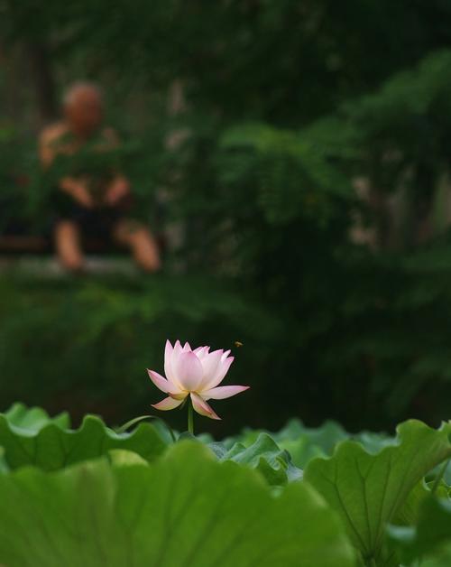 《莲意禅意》LRC歌词 《莲意禅意》(天籁天)歌词555uuu下载