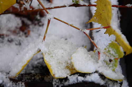 《雪还没有落下》LRC歌词 《雪还没有落下》(乔治)歌词555uuu下载