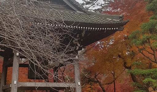 《万叶千声》LRC歌词 《万叶千声》(邓丽君)歌词555uuu下载