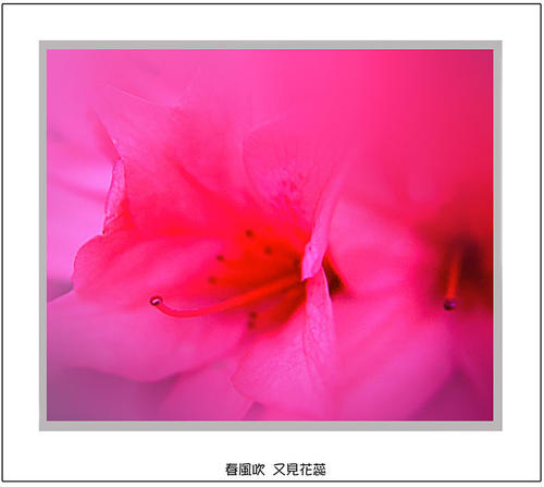 《春风吹醒花蕊》LRC歌词 《春风吹醒花蕊》(杨晓玲)歌词555uuu下载