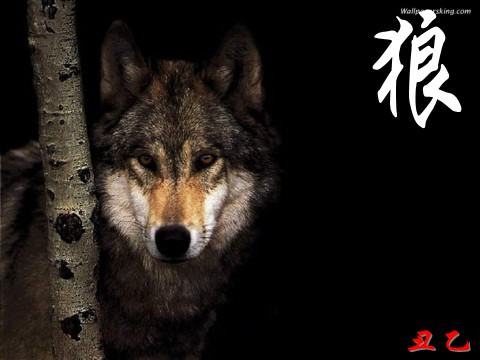 《那匹狼》LRC歌词 《那匹狼》(香格里拉组合)歌词555uuu下载