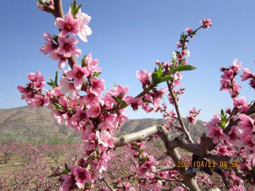 《隔岸一树桃花红》(相随)歌词555uuu下载