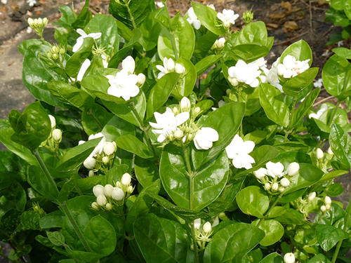 《我爱家乡茉莉花》LRC歌词 《我爱家乡茉莉花》(南,河)歌词555uuu下载