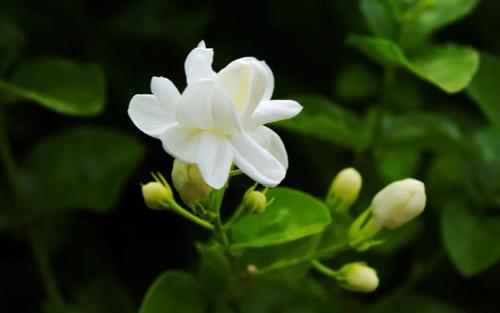 《茉莉花》LRC歌词 《茉莉花》(汤灿)歌词555uuu下载