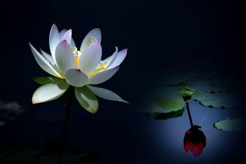 《荷花湖中相思浓》LRC歌词 《荷花湖中相思浓》(望海高歌)歌词555uuu下载