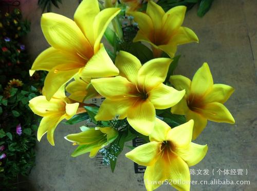 《七朵百合花》LRC歌词 《七朵百合花》(时嘉)歌词555uuu下载