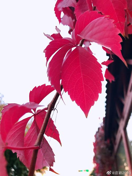 《花落红叶飞》LRC歌词 《花落红叶飞》(红蔷薇)歌词555uuu下载
