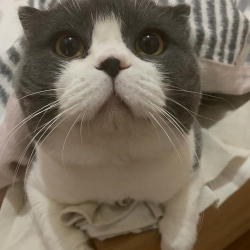 《一只猫》LRC歌词 《一只猫》(李琦)歌词555uuu下载