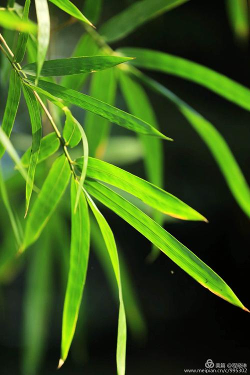 《千滴泪》LRC歌词 《千滴泪》(陈勇)歌词555uuu下载