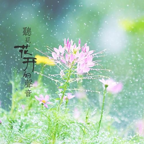 《听见花开的声音》LRC歌词 《听见花开的声音》(钱紫陌)歌词555uuu下载