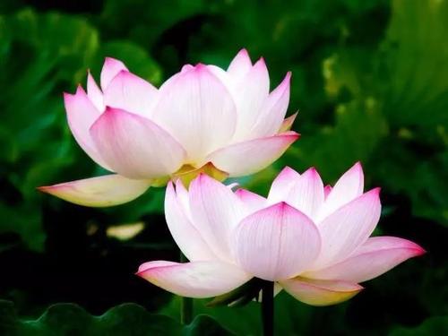 《一朵莲花》LRC歌词 《一朵莲花》(德吉)歌词555uuu下载